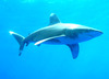 Oceanic whitetip shark (Carcharhinus longimanus)