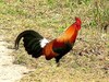 Red junglefowl (Gallus gallus)