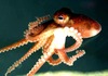 Star-sucker pygmy octopus (Octopus wolfi)