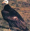 White-headed vulture (Trigonoceps occipitalis)