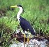 Pied heron (Ardea picata)