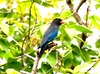 Dollarbird (Eurystomus orientalis)