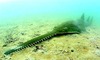 Smalltooth Sawfish (Pristis pectinata)