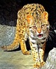 Leopard Cat
