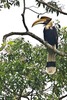 Great Hornbill (Buceros bicornis)