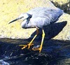 White-faced heron (Egretta novaehollandiae)