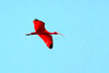Scarlet ibis (Eudocimus ruber)