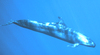 False Killer Whale (Pseudorca crassidens)