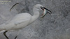 Little Egret 쇠백로 Egretta garzetta