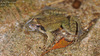 Rana dybowskii  산개구리(북방산개구리) Dybowski's Brown Frog