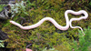 Elaphe dione  누룩뱀 Cat Snake Albino