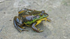 Pelophylax chosenicus (Rana plandyi chosenica) 금개구리 Korean Golden Frog