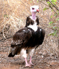White-headed Vulture (Trigonoceps occipitalis)