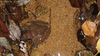 Rana dybowskii  산개구리(북방산개구리) Dybowski's Brown Frog female