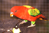 Chattering lory
