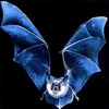 Whiskered bat (Myotis mystacinus)