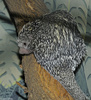 Prehensile-tailed Porcupine (Coendou prehensilis)