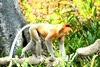 Proboscis monkey