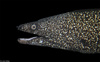 Spotted Moray Eel (Gymnothorax moringa)