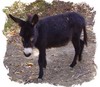 True Black Miniature Donkey