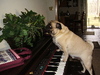 Piano Playing Pug Adult (Simon)
