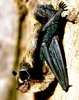 Northern bat (Eptesicus nilssonii)
