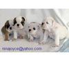 FREE Cute Lovely ENGLISH BULLDOG PUPPIES for ADOPTION Almost FREE to good homes
