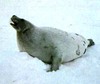 Harp seal