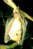 Dayak fruit bat (Dyacopterus spadiceus)