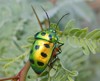 Indian Jewel Beetle