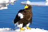 Steller's Sea Eagle (Haliaeetus pelagicus)