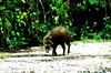 Celebes Warty Pig (Sus celebensis)