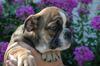 Cute Lovely ENGLISH BULLDOG PUPPIES for ADOPTION Almost FREE to good homes,