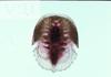 photo of horseshoe crab larva