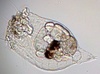 photo of rotifer Synchaeta spp