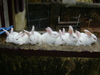 my cute rabbits