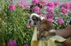 FREE EXMAS English bulldog puppies available Email: ninajoyce@yahoo.com