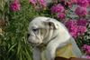 FREE XMAS English bulldog puppies available Email: ninajoyce@yahoo.com