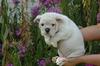 FREE EXMAS English bulldog puppies available Email: ninajoyce@yahoo.com