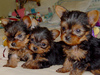 lovely  yorkie puppies for chrismas adoption (free)