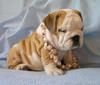 Cute English Bulldog Puppies For X-Mas