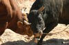Year of the cow ox うしどし 2009 Okinawa Bullfighting