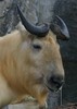 Year of the cow ox うしどし Golden Takin Budorcas taxicolor bedfordi
