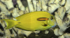 Orangeband Surgeonfish (Acanthurus olivaceus)