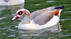 Duck ID ? -- Egyptian goose (Alopochen aegyptiaca)