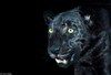 Misc. Cats - Black Panther-Leopard (Panthera pardus)lr