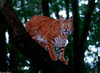 Misc. Cats - Bobcat (Felis rufus)0002