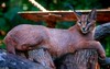 Misc. Cats - Caracal Lynx (Caracal caracal)