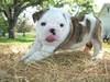 lovely english bulldog puppies for adoption
