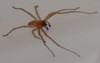 Help identify spider